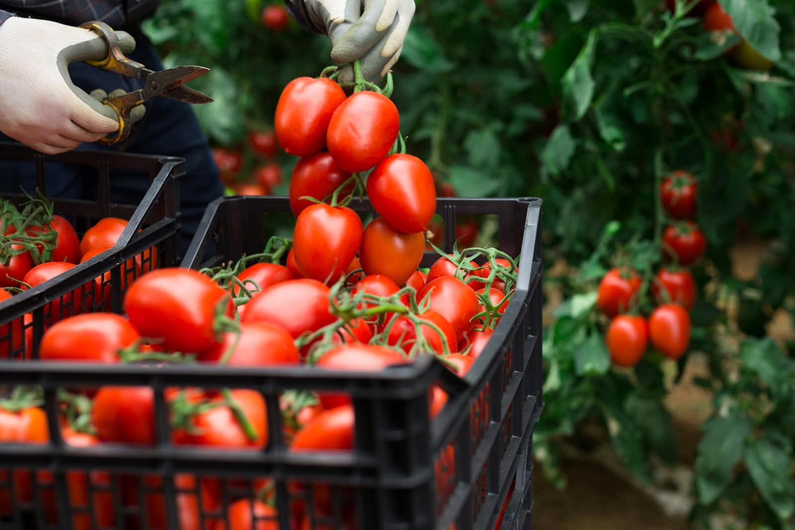 Harvested my first batch of organic tomatoes